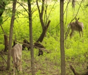 FortSnelling 2014 05 24 005